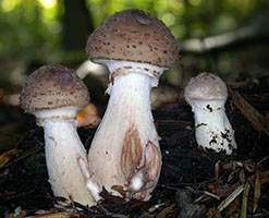 Armillaria bulbosa